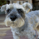 Como raza, los schnauzers miniatura tendían a ser los más agresivos con los extraños.